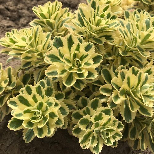 Atlantis Stonecrop Sedum