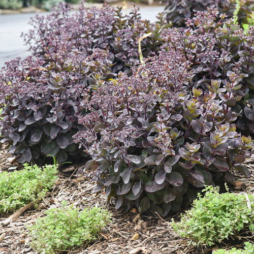 Rock 'N Grow Back in Black Stonecrop