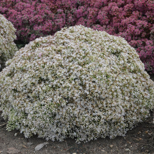 Rock 'N Round Bundle of Joy Stonecrop
