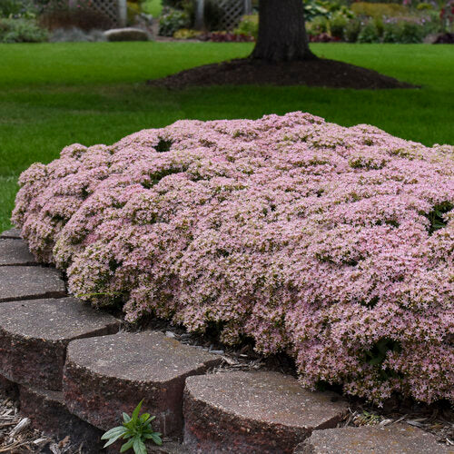 Rock 'N Round Pure Joy Stonecrop