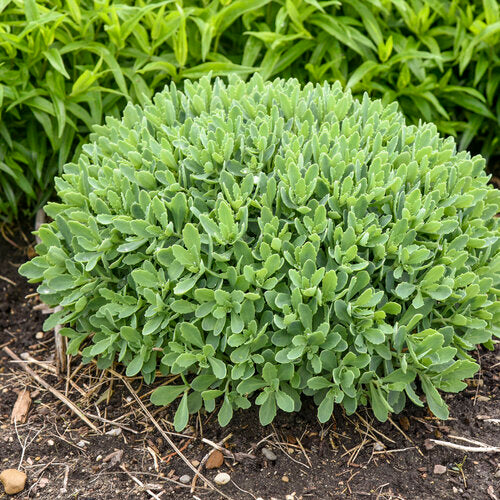 Rock 'N Round Pure Joy Stonecrop