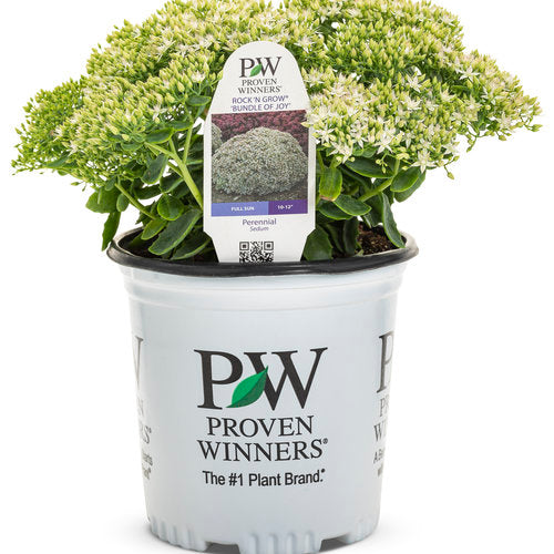 Rock 'N Round Bundle of Joy Stonecrop