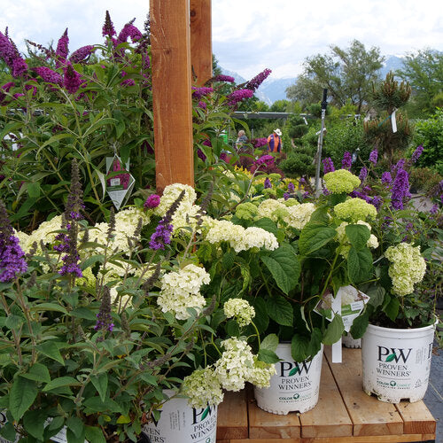 Incrediball Hydrangea habit