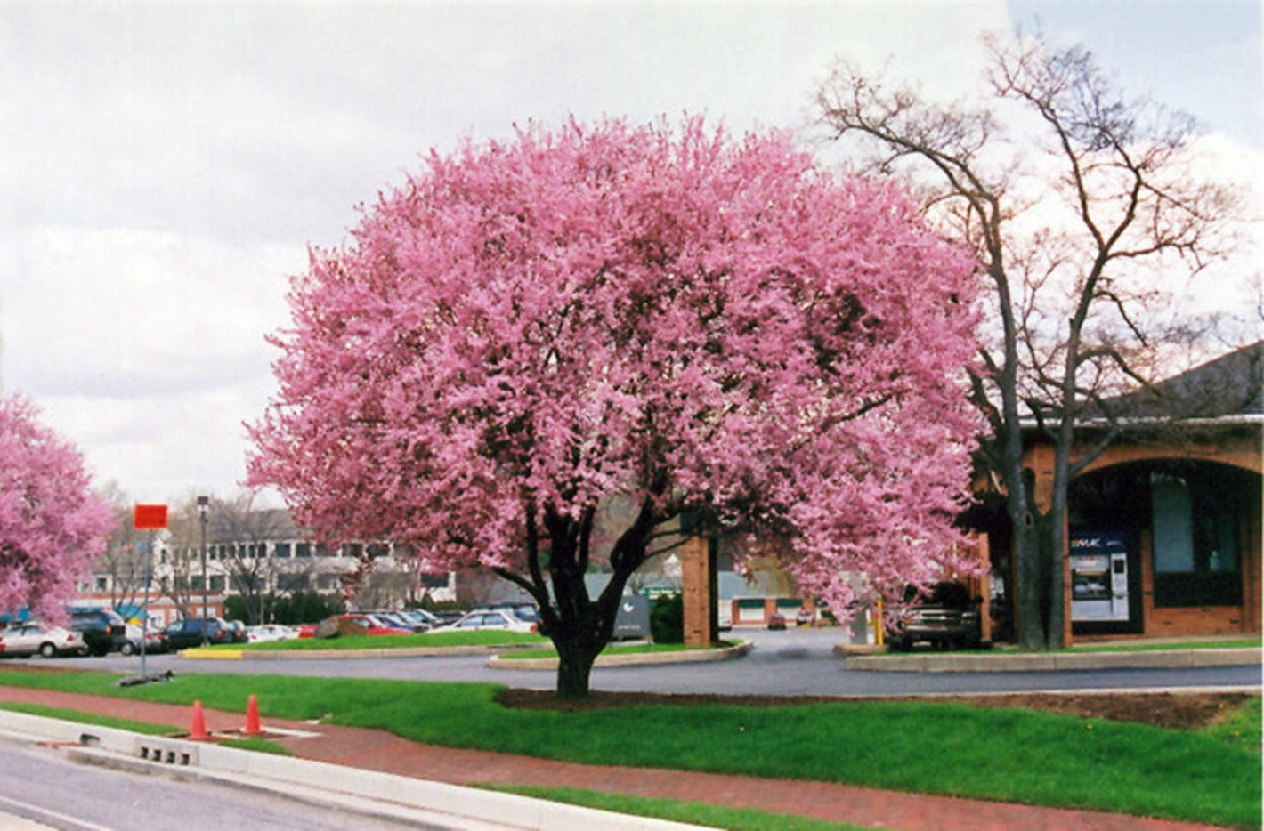 Thundercloud Plum, ornamental tree with deep purple foliage