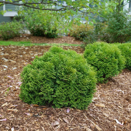 Tater Tot Arborvitae globe form