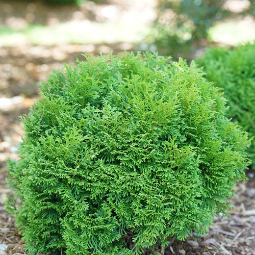 Tater Tot Arborvitae in the landscape