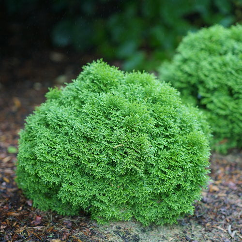 Tater Tot Arborvitae dwarf globe evergreen