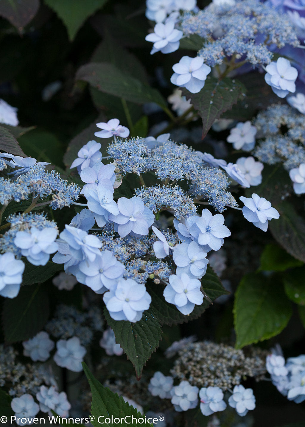 Tiny Tuff Stuff Mountain Hydrangea
