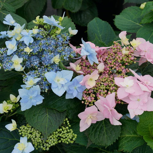 Tuff Stuff Ah-Ha reblooming mountain hydrangea double lacecap
