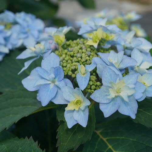 Tuff Stuff Ah-Ha hydrangea in the landscape