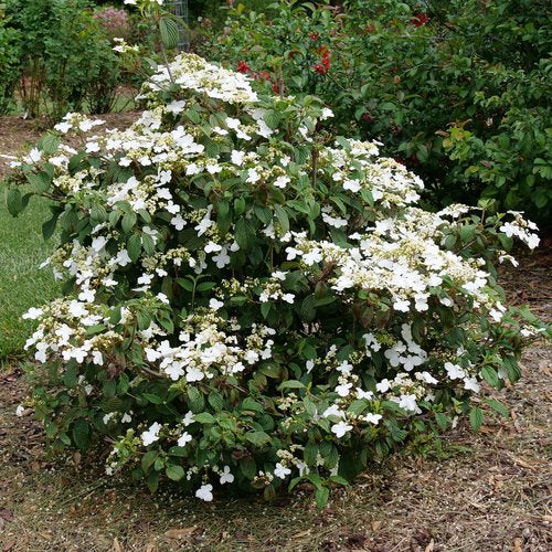 Steady Eddy doublefile viburnum white lacecap flowers