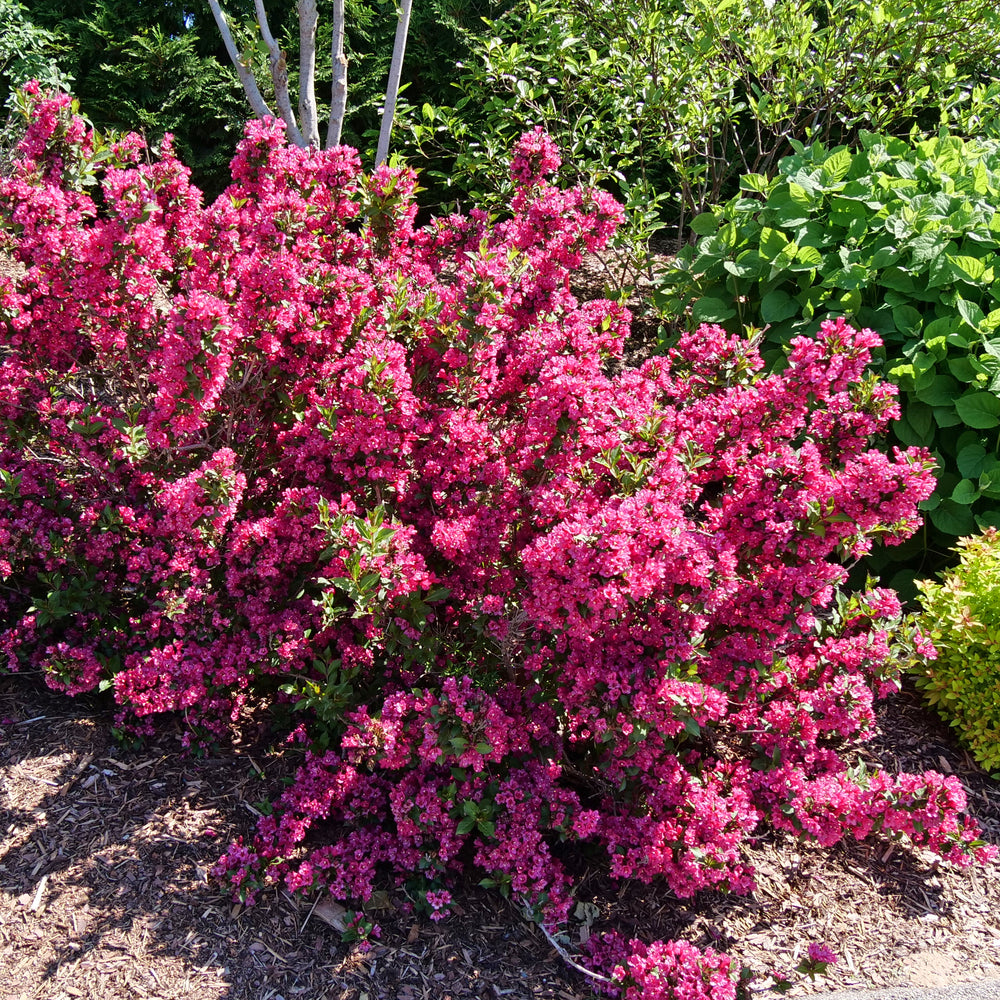 Sonic Bloom Punch weigela covered in hot pink reblooming flowers
