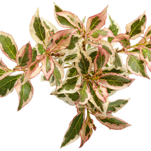 My Monet Weigela