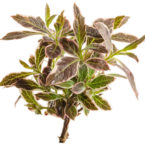 My Monet Purple Effect Weigela