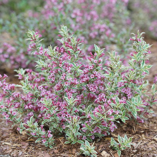 My Monet Purple Effect Weigela