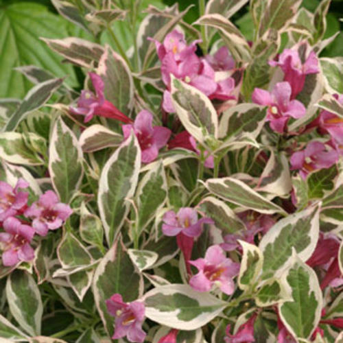 My Monet Weigela