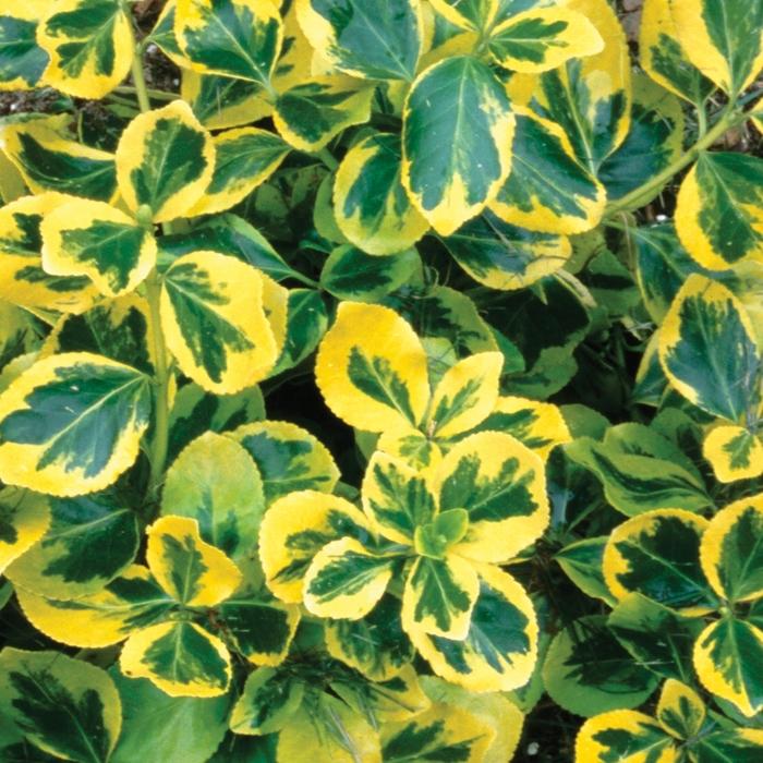 Euonymus fortunei Gold Splash