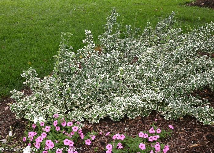 Euonymus fortunei White Album