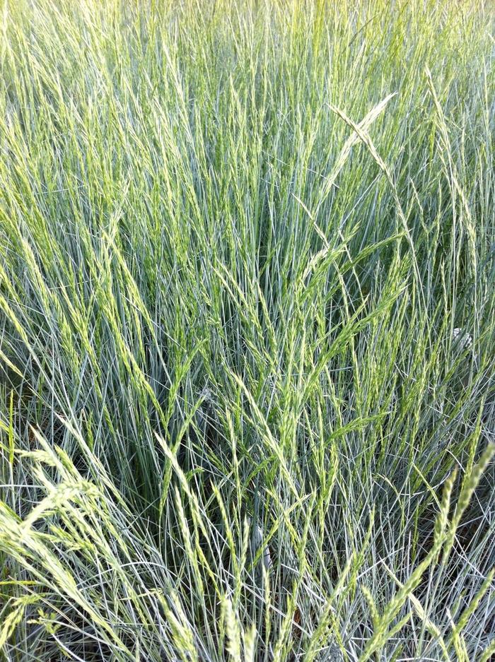 Festuca glauca Boulder Blue