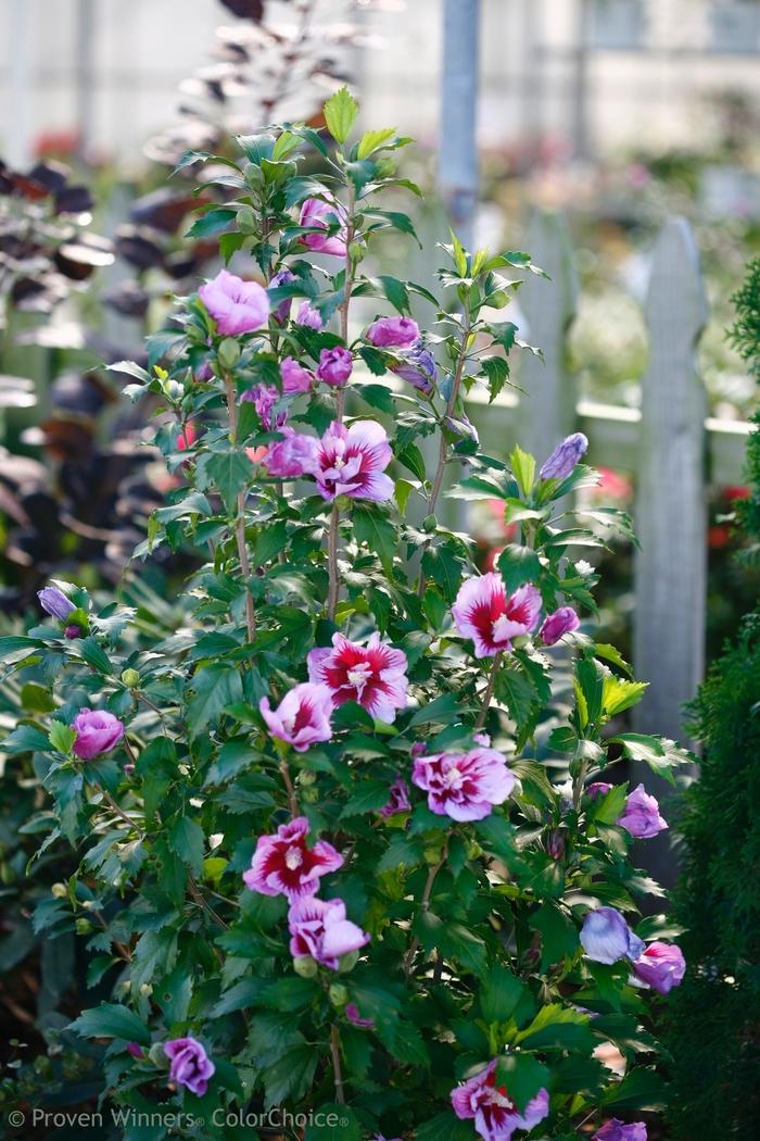 Hibiscus syriacus Purple Pillar