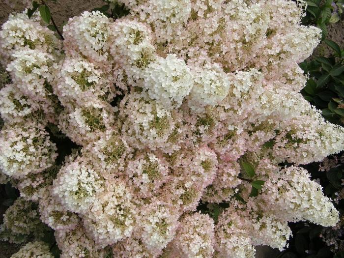Hydrangea paniculata Bobo