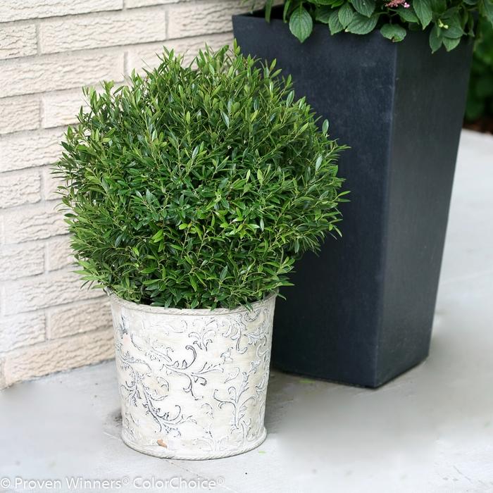 Ilex glabra Gem Box