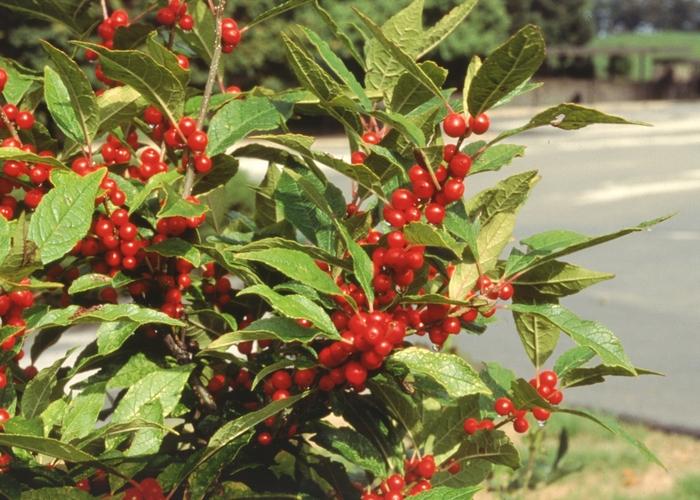 Ilex verticillata Berry Heavy M/F - PW