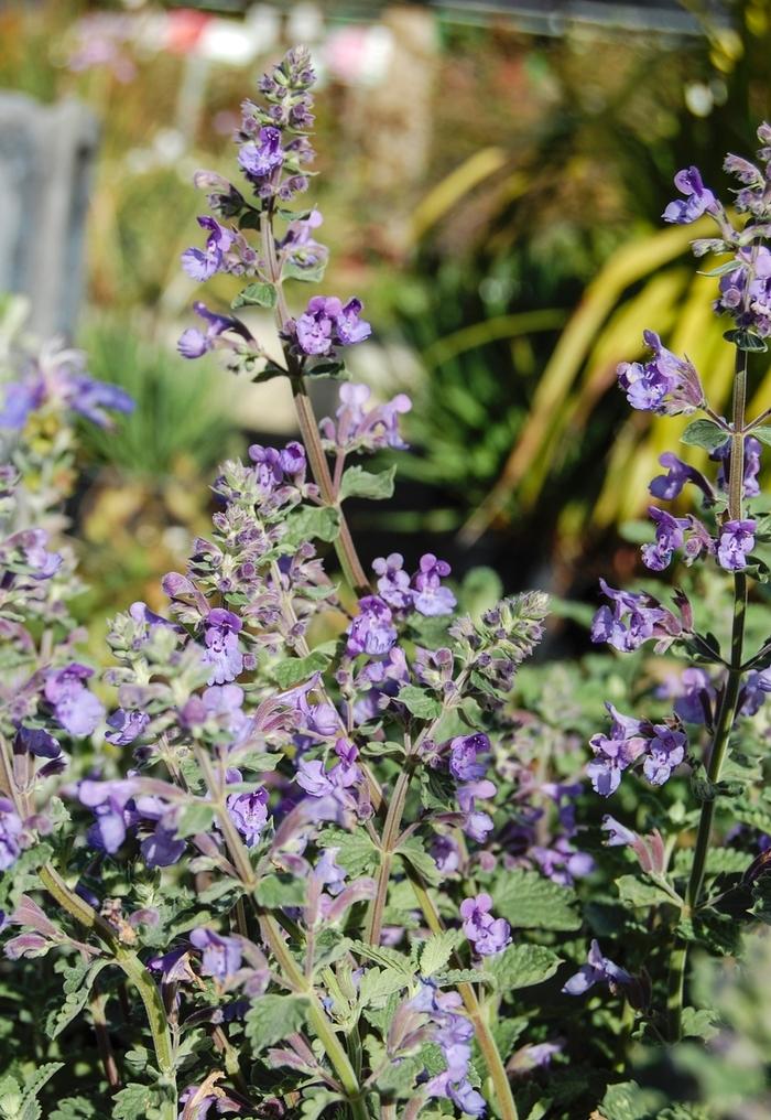 Nepeta fastenii Walker's Low