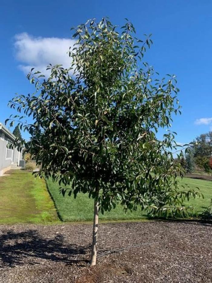 Nyssa sylvatica Northern Splendor