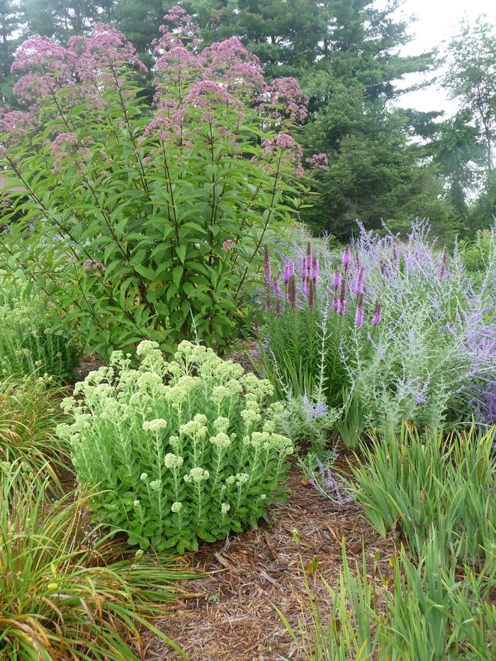 Perovskia atriplicifolia