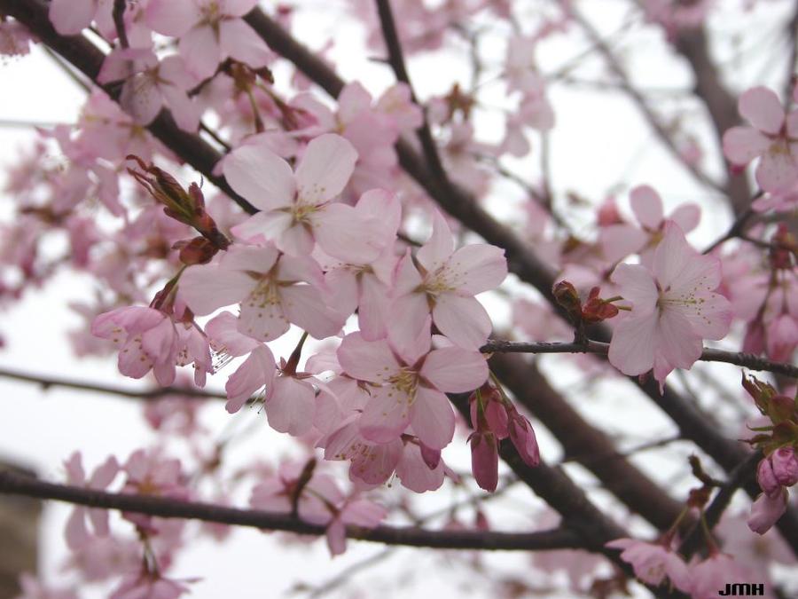 Prunus sargentii Pink Flair