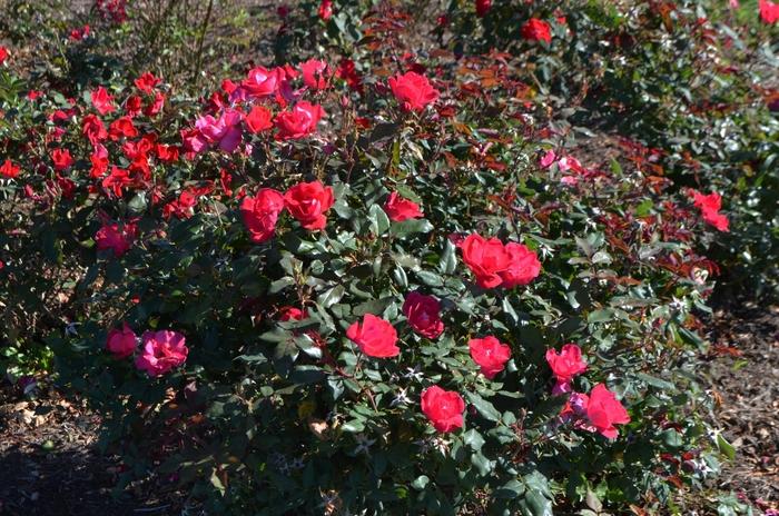 Rosa Double Red Knock Out Rose
