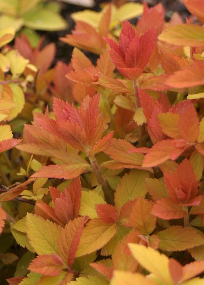 Spiraea x Double Play Big Bang