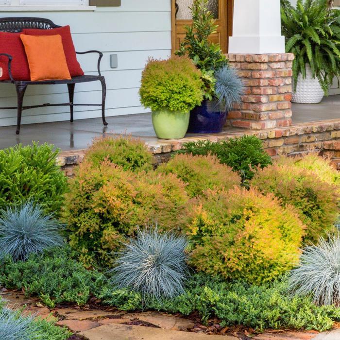 Thuja occidentalis Fire Chief