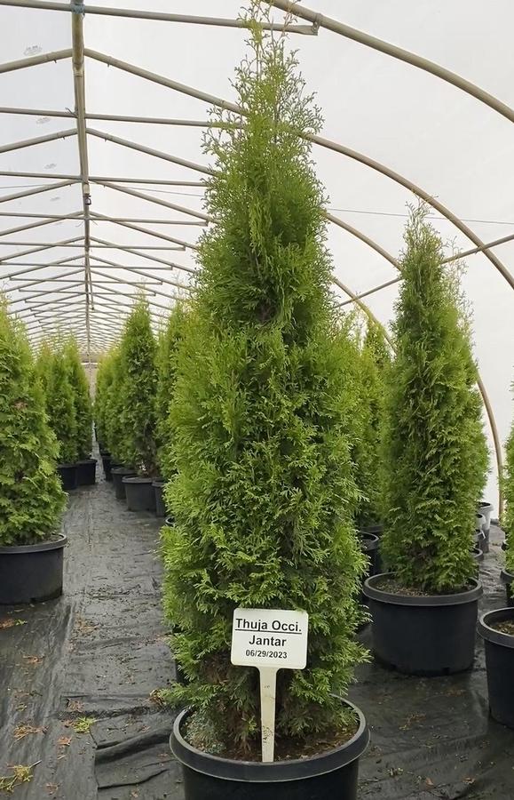 Thuja occidentalis Jantar