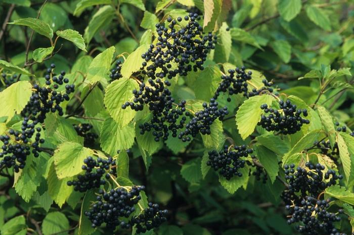 Viburnum dentatum Blue Muffin
