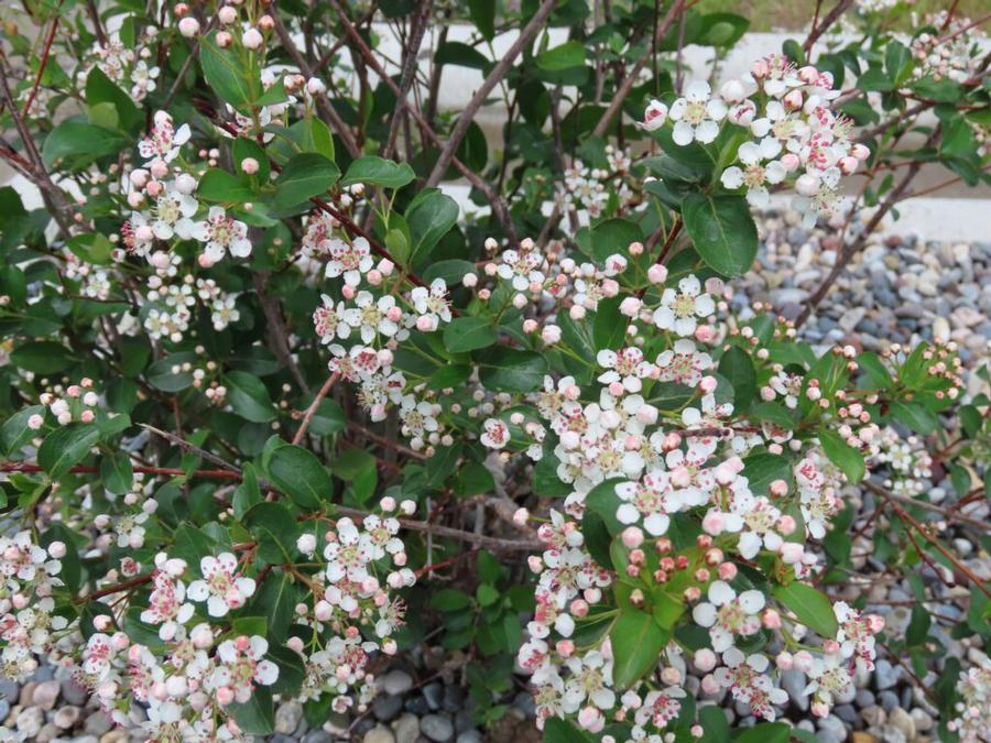 Aronia melanocarpa Autumn Magic