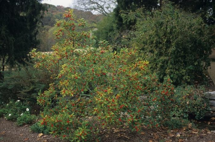 Ilex verticillata Winter Red M/F
