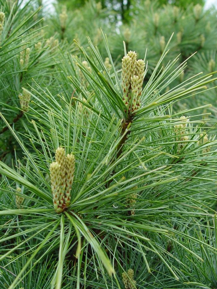 Pinus strobus
