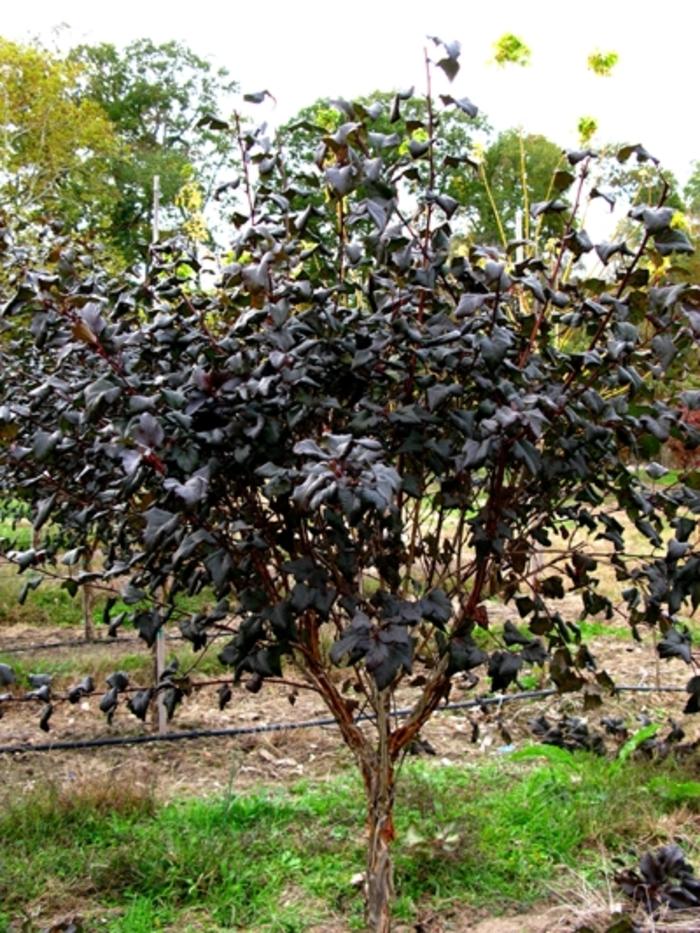 Physocarpus opulifolius Diabolo