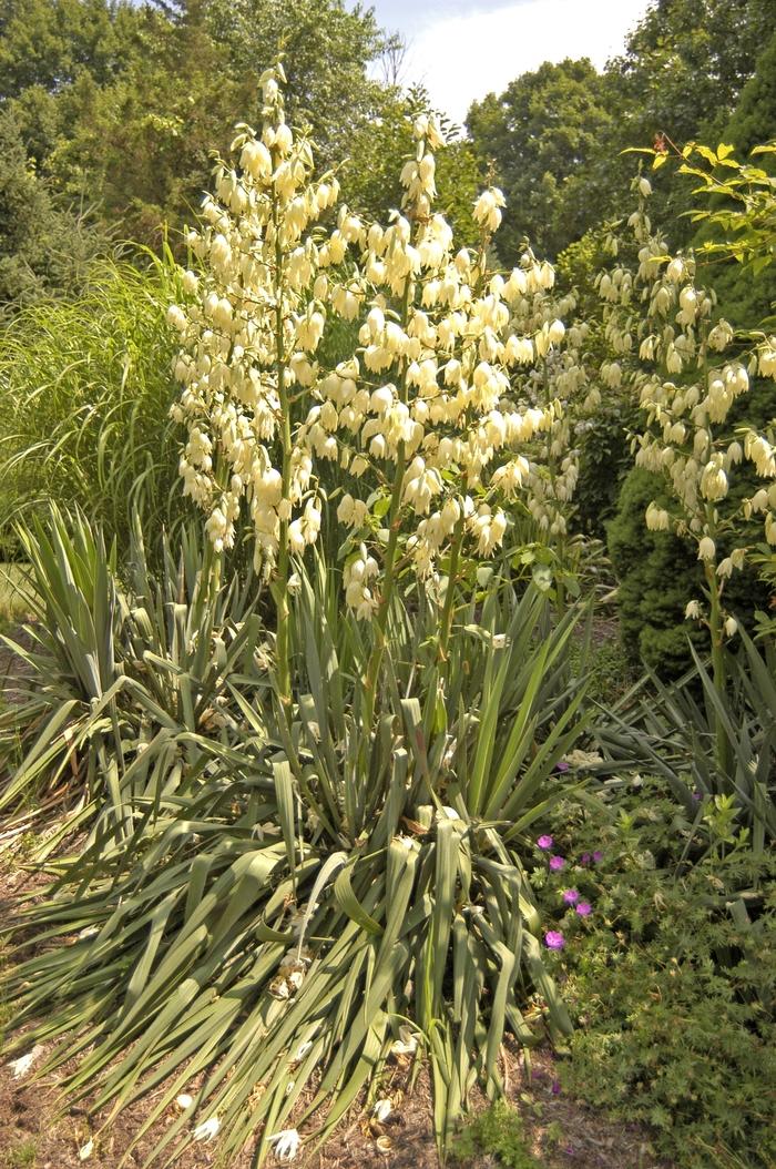 Yucca filamentosa Excalibur