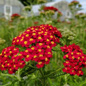 Achillea millefolium Paprika