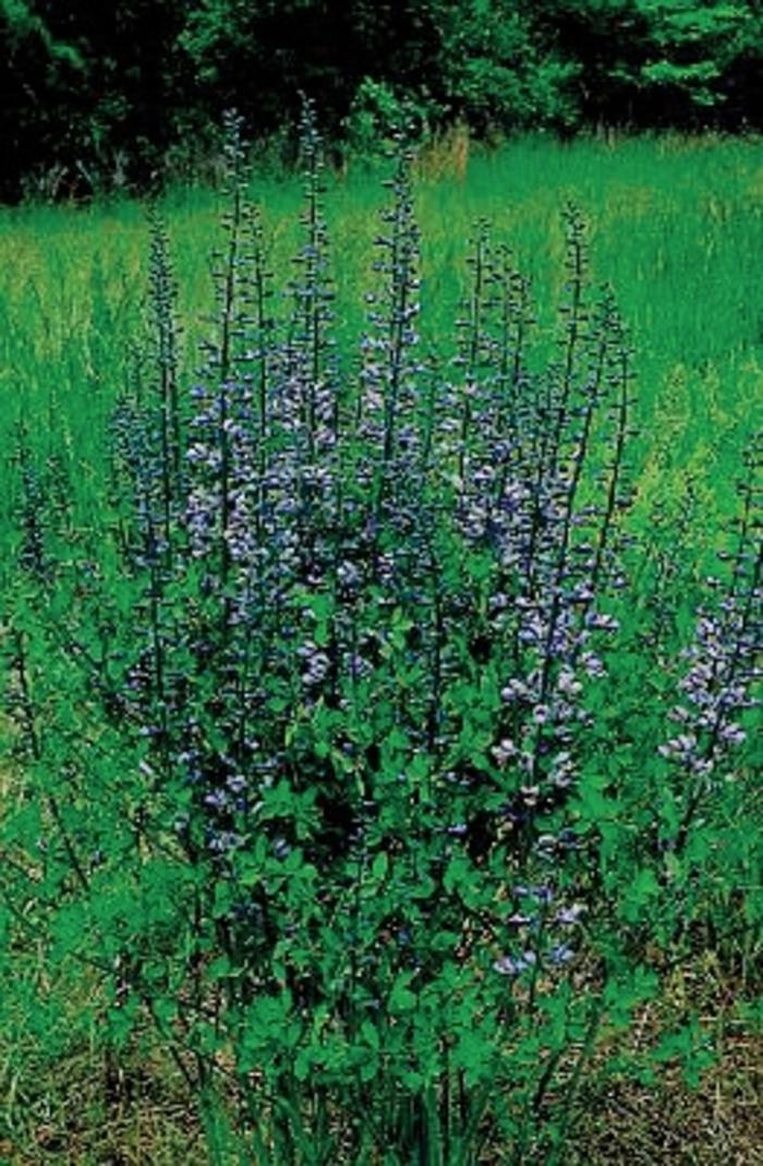 Baptisia Purple Smoke