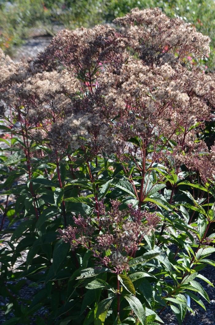 Eupatorium dubium Baby Joe