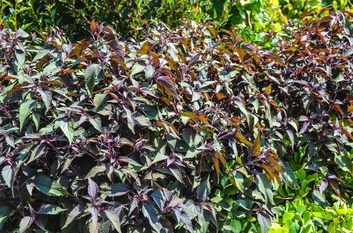 Eupatorium rugosum Chocolate