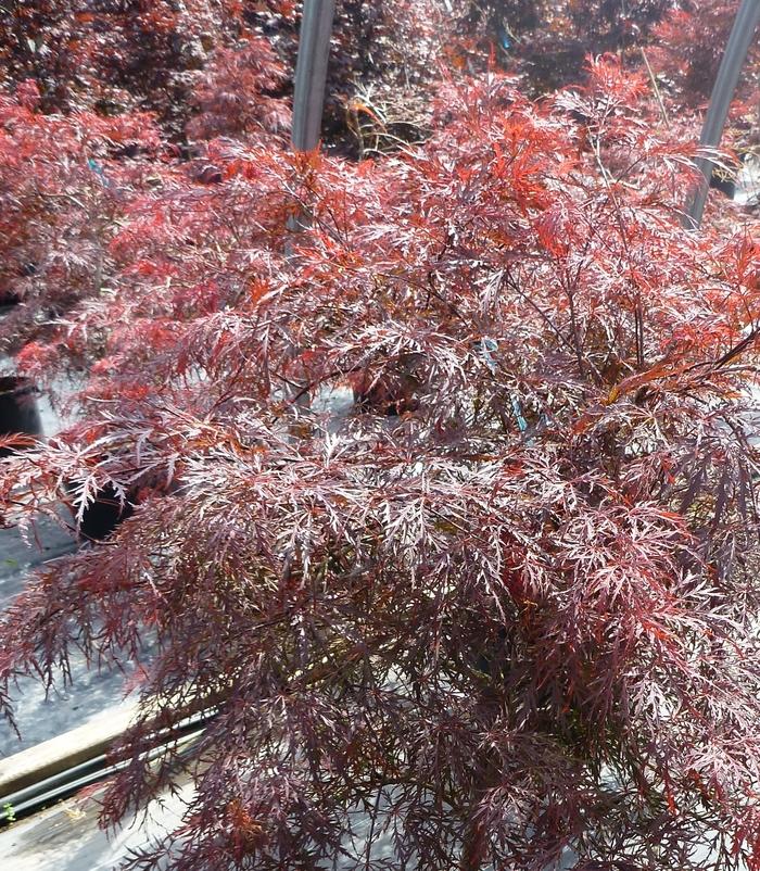 Acer palmatum var. dissectum Tamukeyama