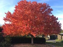 Acer rubrum Franksred