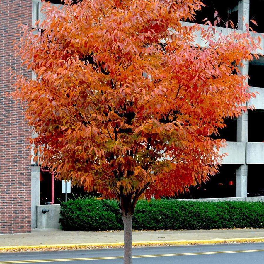 Zelkova serrata Green Vase