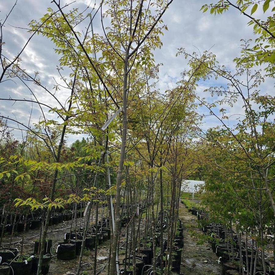 Zelkova serrata Wireless