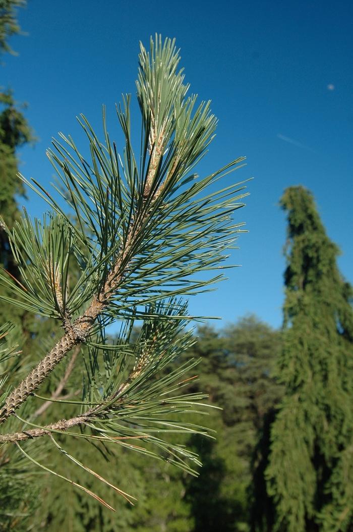 Pinus nigra